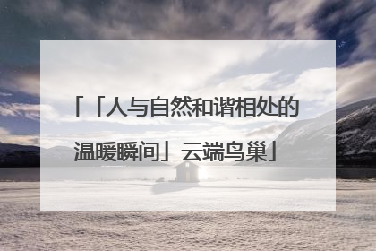 「人与自然和谐相处的温暖瞬间」云端鸟巢