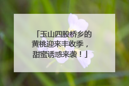 玉山四股桥乡的黄桃迎来丰收季，甜蜜诱惑来袭！