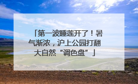 第一波睡莲开了！暑气渐浓，沪上公园打翻大自然“调色盘”