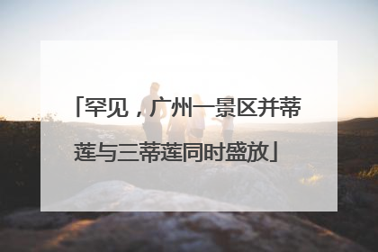 罕见，广州一景区并蒂莲与三蒂莲同时盛放