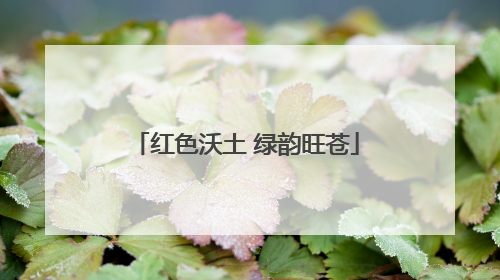 红色沃土 绿韵旺苍