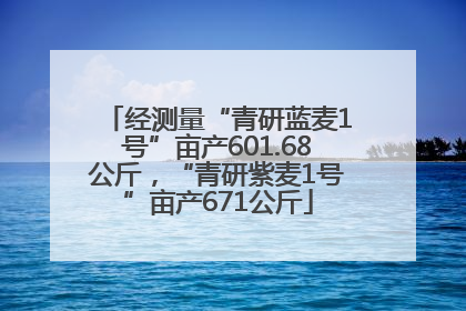 经测量“青研蓝麦1号”亩产601.68公斤，“青研紫麦1号”亩产671公斤