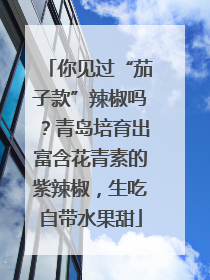 你见过“茄子款”辣椒吗？青岛培育出富含花青素的紫辣椒，生吃自带水果甜