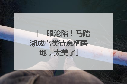 一眼沦陷！马踏湖成鸟类诗意栖居地，太美了