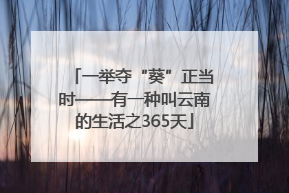 一举夺“葵”正当时——有一种叫云南的生活之365天