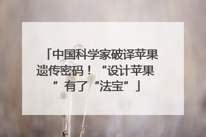 中国科学家破译苹果遗传密码！“设计苹果”有了“法宝”