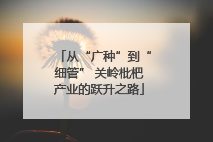 从“广种”到“细管” 关岭枇杷产业的跃升之路