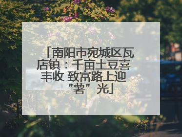 南阳市宛城区瓦店镇：千亩土豆喜丰收 致富路上迎“薯”光