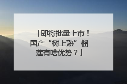 即将批量上市！国产“树上熟”榴莲有啥优势？