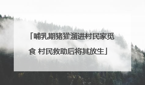 哺乳期猪獾溜进村民家觅食 村民救助后将其放生