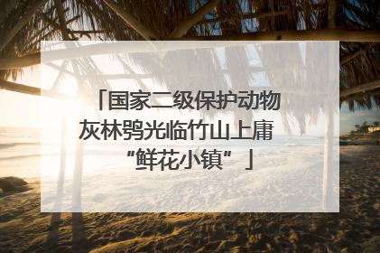 国家二级保护动物灰林鸮光临竹山上庸“鲜花小镇”