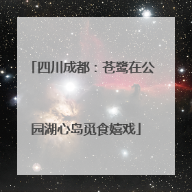 四川成都：苍鹭在公园湖心岛觅食嬉戏