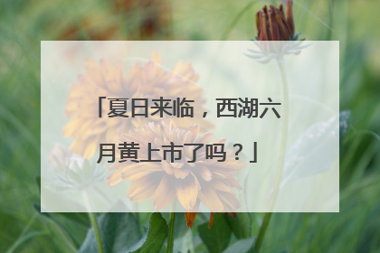 夏日来临，西湖六月黄上市了吗？