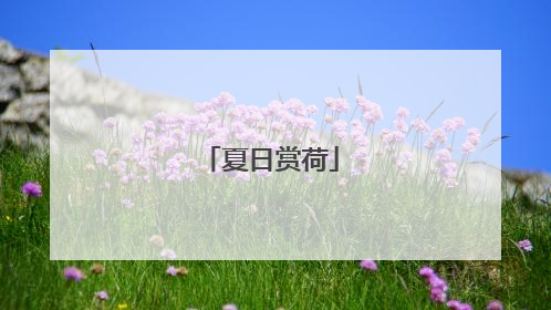 夏日赏荷