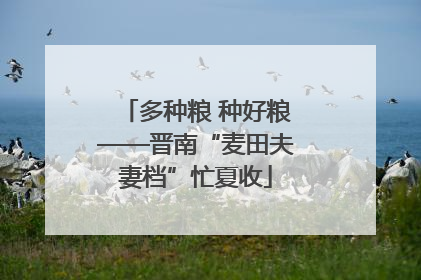 多种粮 种好粮——晋南“麦田夫妻档”忙夏收