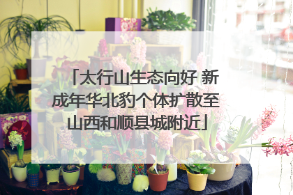 太行山生态向好 新成年华北豹个体扩散至山西和顺县城附近