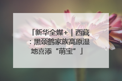 新华全媒+｜西藏：黑颈鹤家族高原湿地喜添“萌宝”
