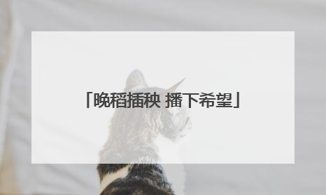 晚稻插秧 播下希望