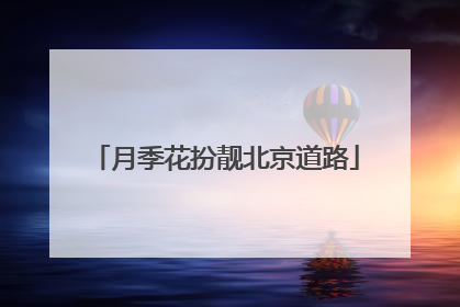 月季花扮靓北京道路