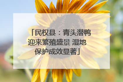民权县：青头潜鸭迎来繁殖盛景 湿地保护成效显著