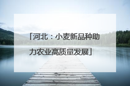 河北：小麦新品种助力农业高质量发展