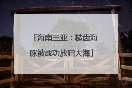 海南三亚：糙齿海豚被成功放归大海