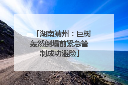 湖南靖州：巨树轰然倒塌前紧急管制成功避险