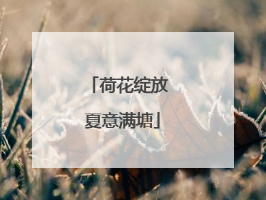 荷花绽放 夏意满塘