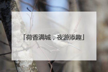 荷香满城，夜游添趣