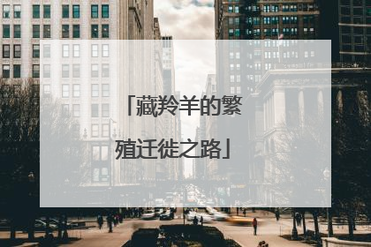 藏羚羊的繁殖迁徙之路