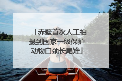 赤壁首次人工拍摄到国家一级保护动物白颈长尾雉
