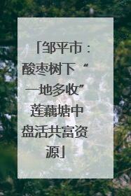 邹平市：酸枣树下“一地多收” 莲藕塘中盘活共富资源