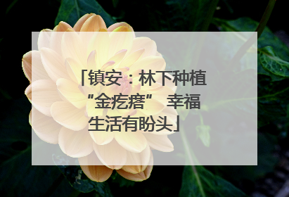 镇安：林下种植“金疙瘩” 幸福生活有盼头