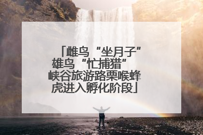 雌鸟“坐月子”雄鸟“忙捕猎” 峡谷旅游路栗喉蜂虎进入孵化阶段