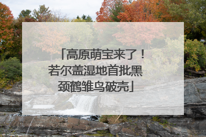 高原萌宝来了！若尔盖湿地首批黑颈鹤雏鸟破壳