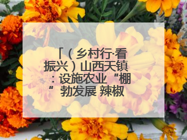 （乡村行·看振兴）山西天镇：设施农业“棚”勃发展 辣椒产业蓄势待发