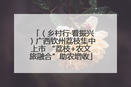 （乡村行·看振兴）广西钦州荔枝集中上市 “荔枝+农文旅融合”助农增收