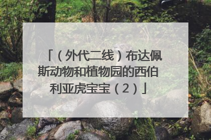 （外代二线）布达佩斯动物和植物园的西伯利亚虎宝宝（2）